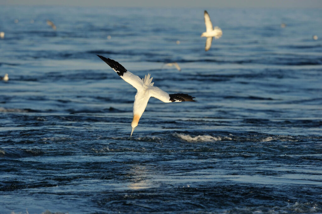 Northern gannet soaring above coastal waters affected by environmental pollution