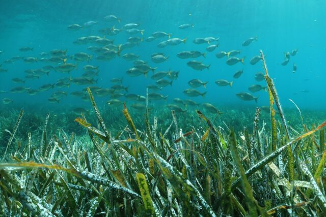 Shoal of fish swimming above a healthy seagrass meadow in shallow coastal waters, creating an important marine habitat for wildlife.