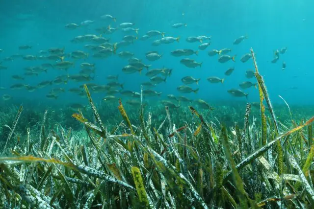 Shoal of fish swimming above a healthy seagrass meadow in shallow coastal waters, creating an important marine habitat for wildlife.