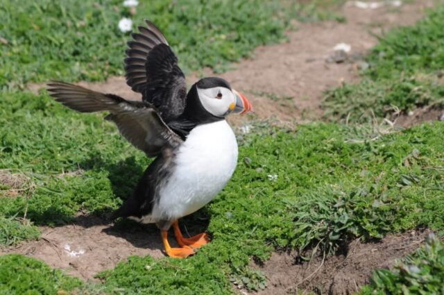 Puffin standing on grassy cliffs on Skomer Island in Pembrokeshire, Wales