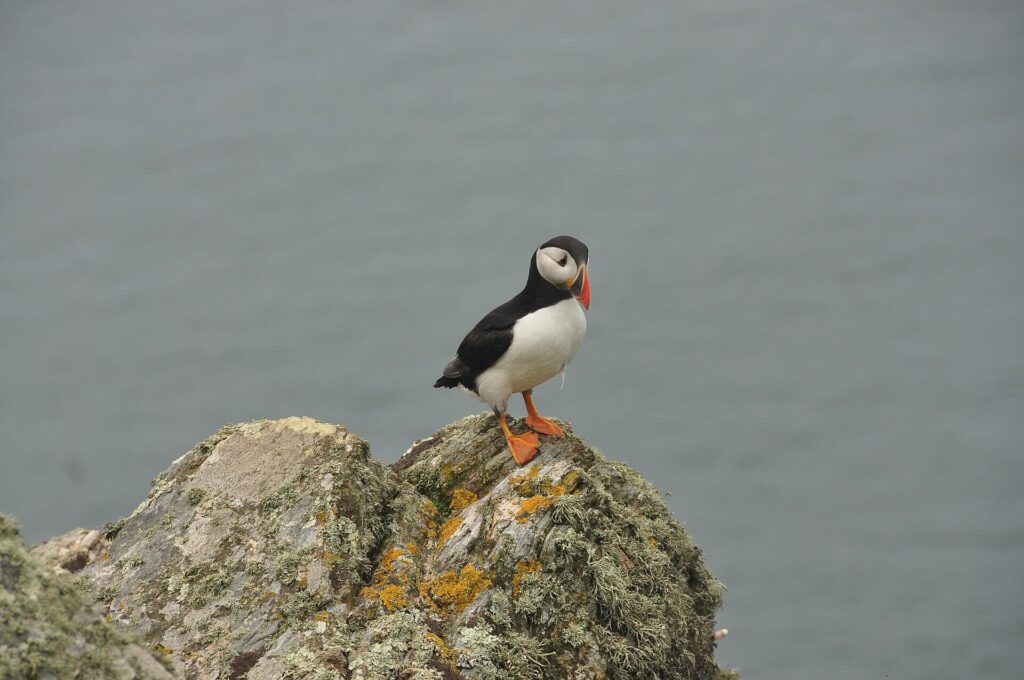 Atlantic puffin on Skomer Island, one of the UK’s most important seabird colonies