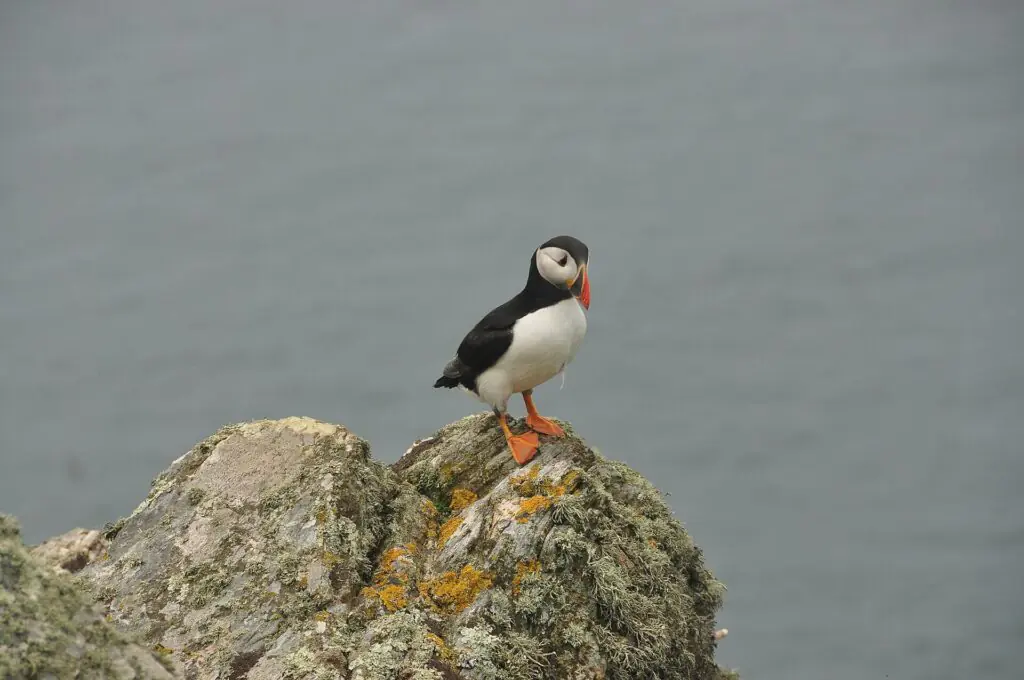 Atlantic puffin on Skomer Island, one of the UK’s most important seabird colonies