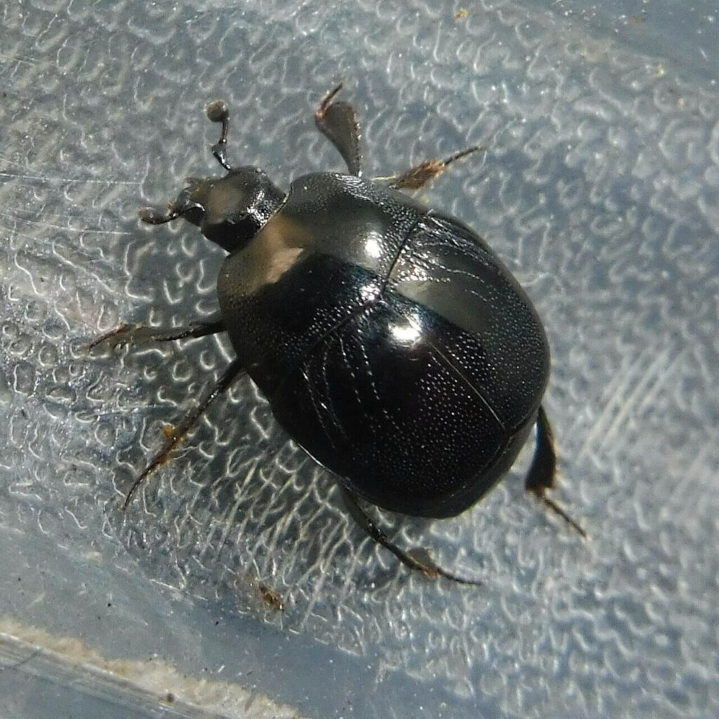 Tiny carrion clown beetle (Saprinus semistriatus) discovered under natural debris in a coastal dune habitat
