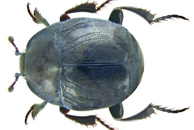 Close-up of a small Saprinus semistriatus beetle, a rare species associated with carrion and coastal ecosystems