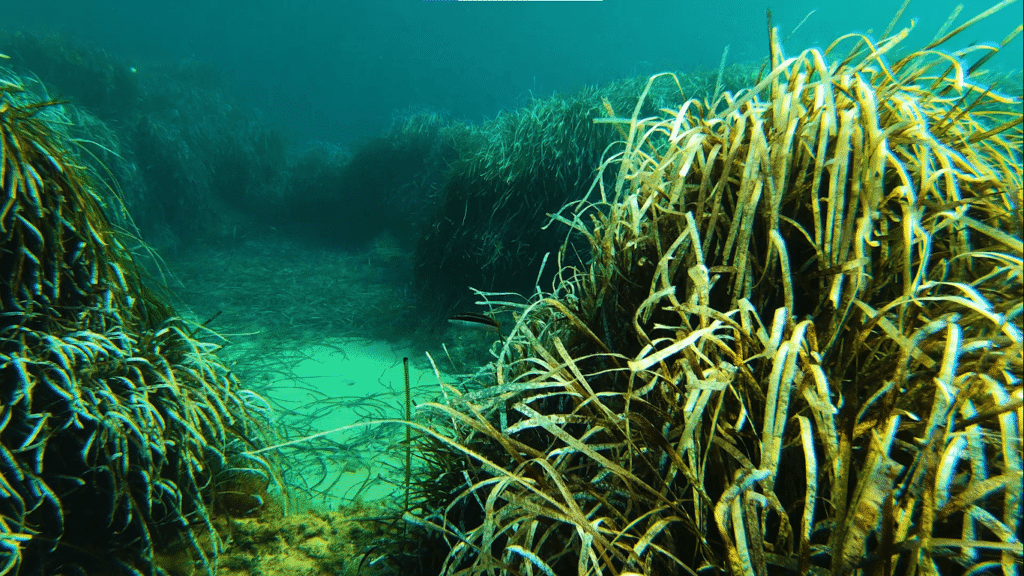 Dense underwater seagrass meadow growing in clear shallow coastal waters, providing shelter and supporting marine biodiversity.