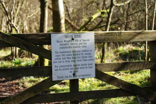 Ancient woodland at Shank Wood SSSI with mature trees, dense undergrowth and protected natural habitat rich in biodiversity.