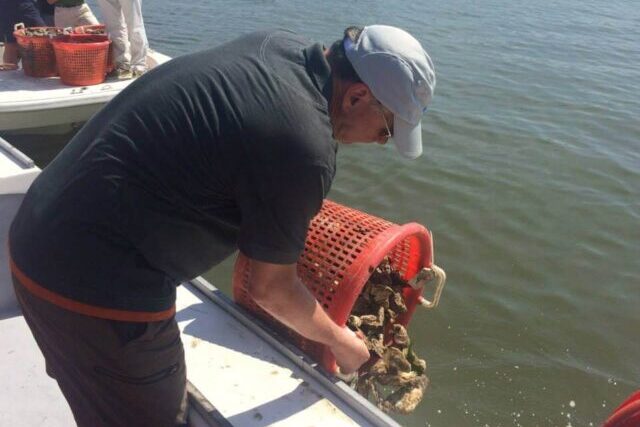 Scientists deploying oyster shells to restore native oyster reefs in coastal waters
