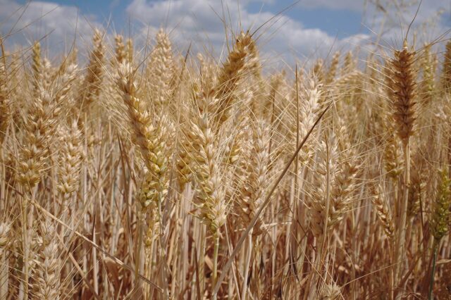 Wheat crop growing during extreme heat linked to climate change and food security
