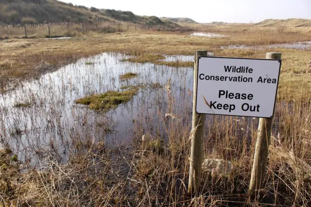 Sand dunes and coastal grassland at Gronant Dunes SSSI, an important wildlife conservation area supporting rare plants, insects and nesting birds.