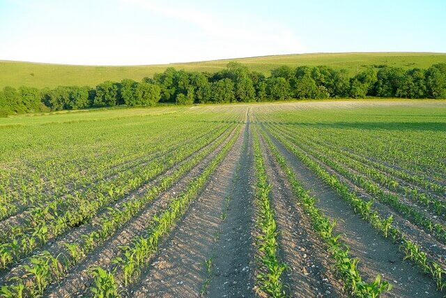 Young maize crop growing during extreme heat and climate change