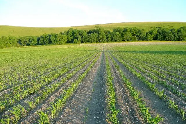 Young maize crop growing during extreme heat and climate change
