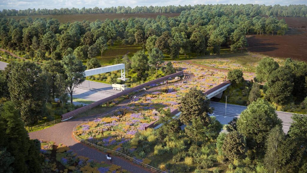 Artistic impression of the Cockrow heathland green bridge crossing the A3 in Surrey with heather-covered habitat and wildlife corridors