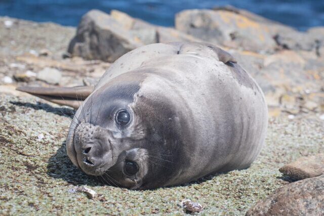 Southern elephant seal resting on Antarctic ice, a large marine mammal native to sub-Antarctic regions affected by climate and disease impacts