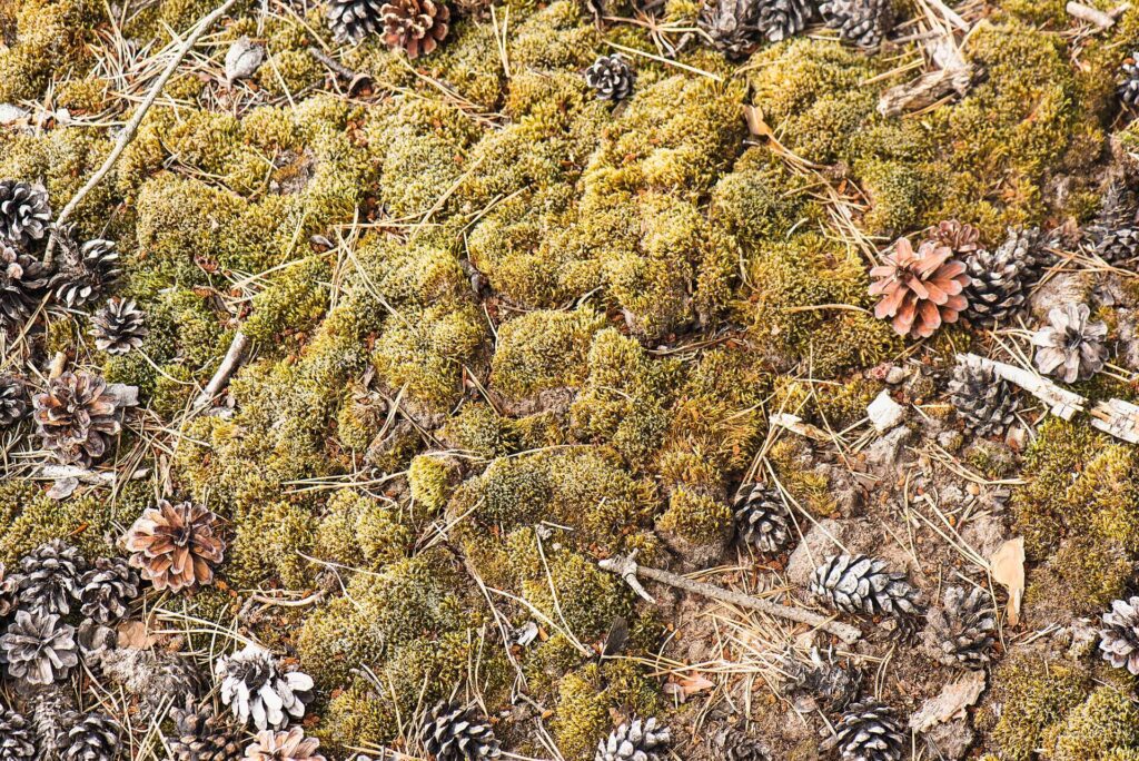Invasive heath-star moss spreading across coastal grassland vegetation