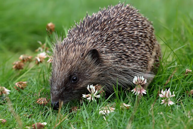 European hedgehog foraging in a wildlife-friendly garden in the UK