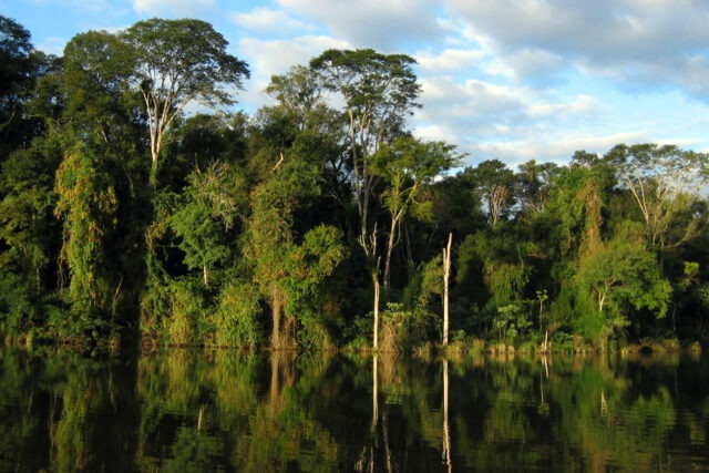 Atlantic Forest habitat in Paraguay, featuring dense native woodland and rich biodiversity within one of South America's most threatened ecosystems.