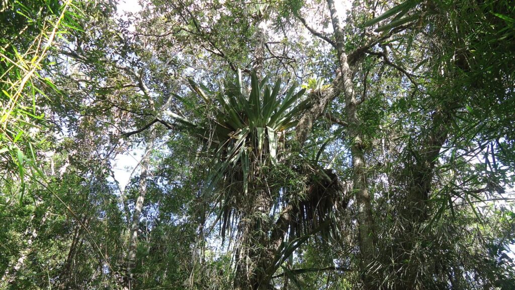 Native vegetation within Brazil’s Atlantic Forest, a biodiversity hotspot experiencing record-low deforestation.