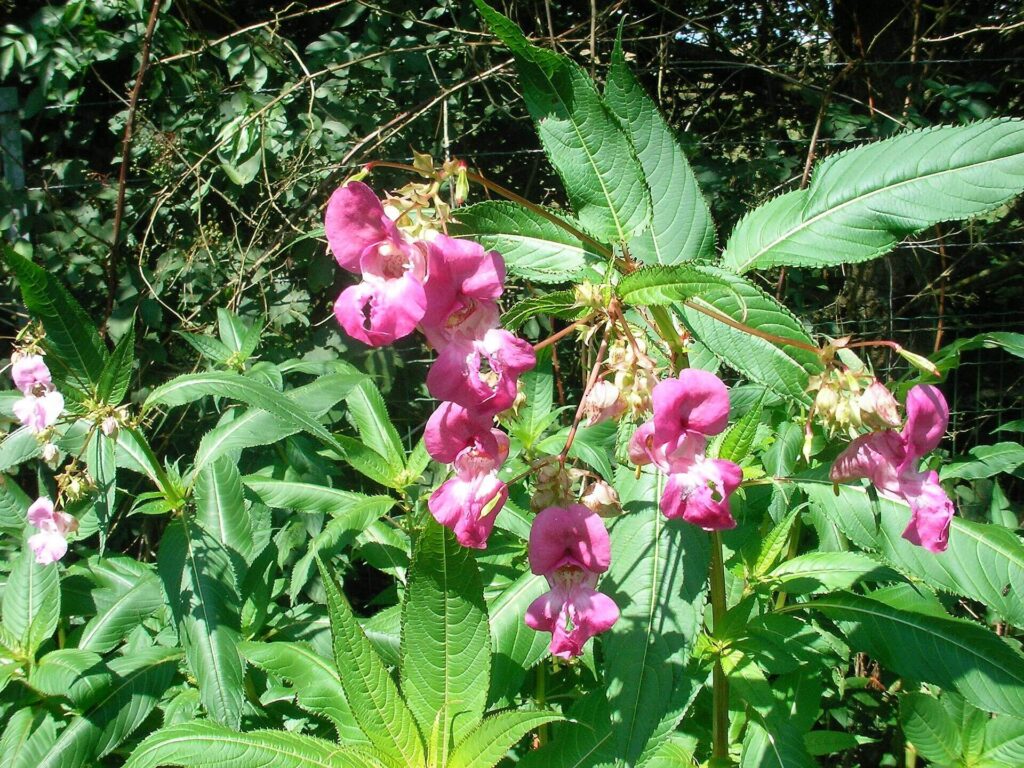Himalayan balsam growing along a UK riverbank, invasive non-native plant species