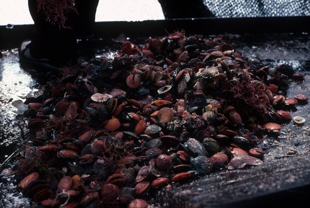 Scallop catch piled on the deck of a fishing dredger after seabed dredging