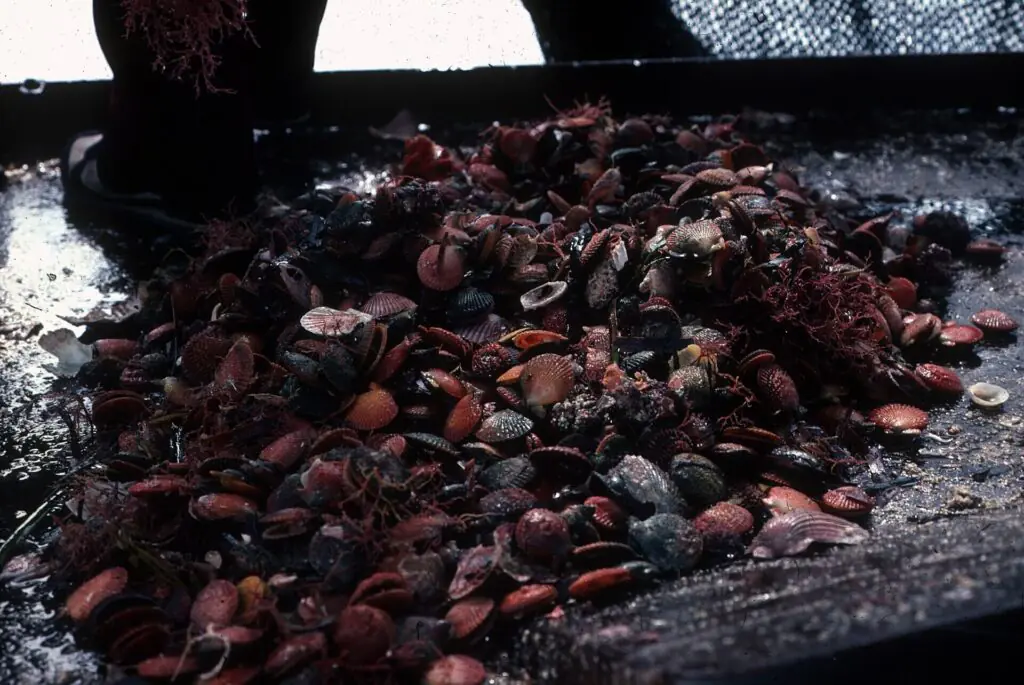 Scallop catch piled on the deck of a fishing dredger after seabed dredging