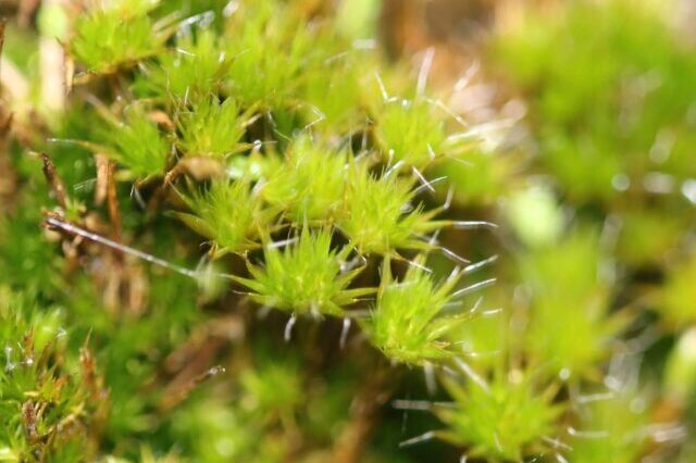 Heath-star moss growing densely across a heathland habitat in the UK