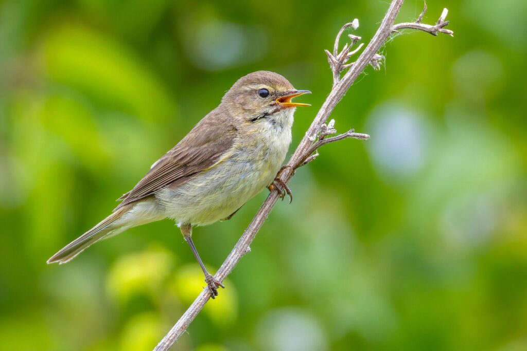 Migratory warbler resting among green foliage during the breeding season, highlighting the UK's declining songbird populations.