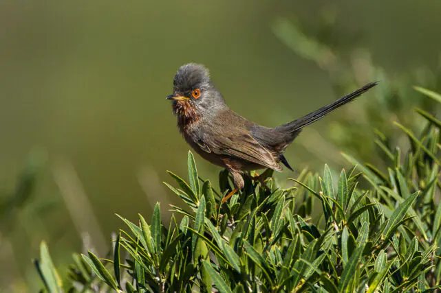 Dartford warbler perched on a flowering gorse bush in heathland habitat, showing its distinctive red eye ring and long tail in southern England.