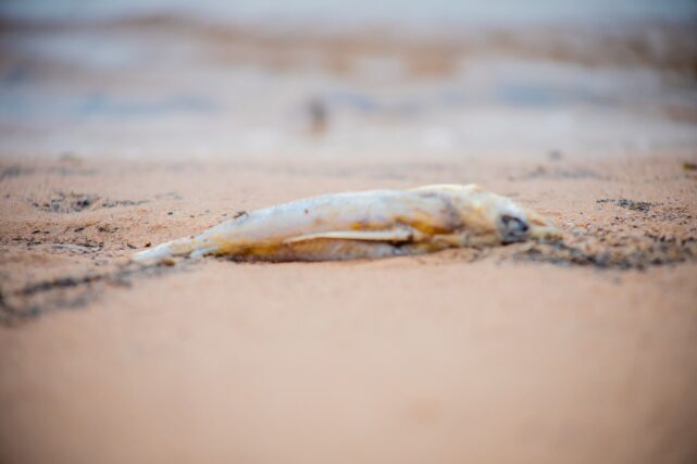 Dead fish on the sand of San Carlos Lake following a mass die-off in Arizona.