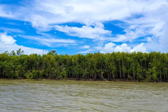 Healthy mangrove forest bordering a coastal village, helping protect the shoreline from storms and flooding.