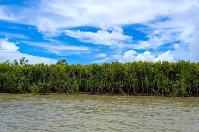 Healthy mangrove forest bordering a coastal village, helping protect the shoreline from storms and flooding.