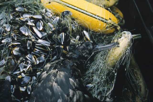 Seabird caught in fishing net highlighting the impact of bycatch on marine wildlife