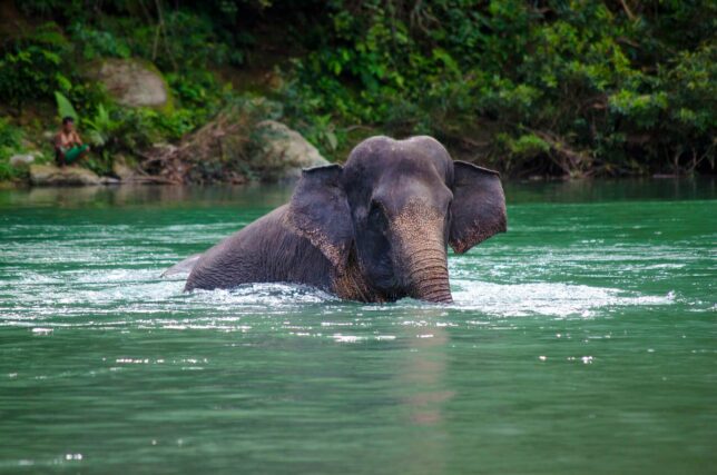 Critically endangered Sumatran elephant in its natural forest environment