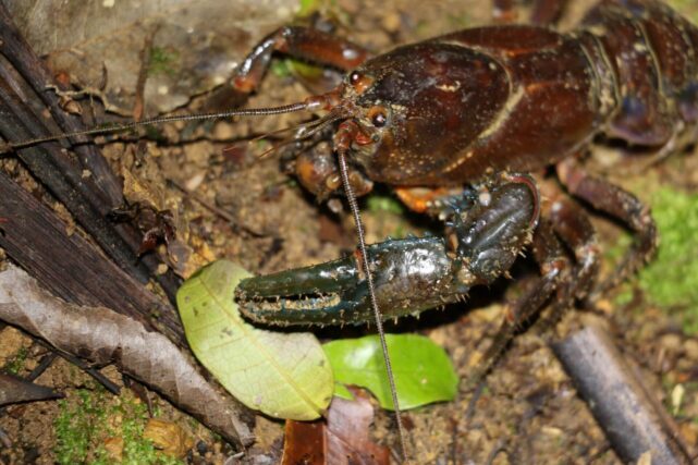 Endangered Australian spiny crayfish resting on a rocky rainforest stream bed