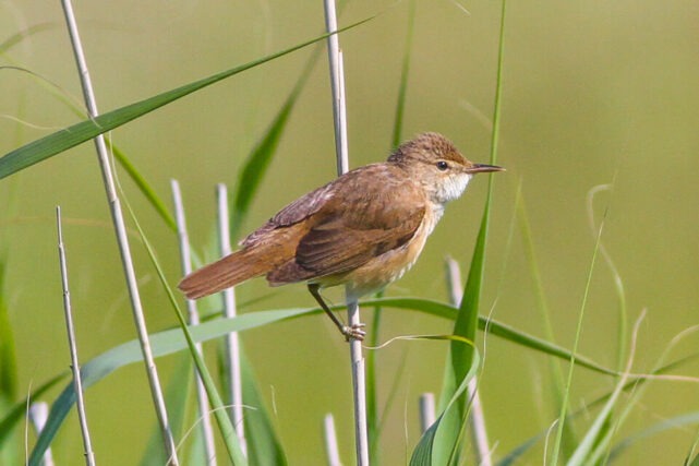 Chiffchaff perched on a tree branch in spring, a small migratory songbird commonly found in UK woodlands and gardens.