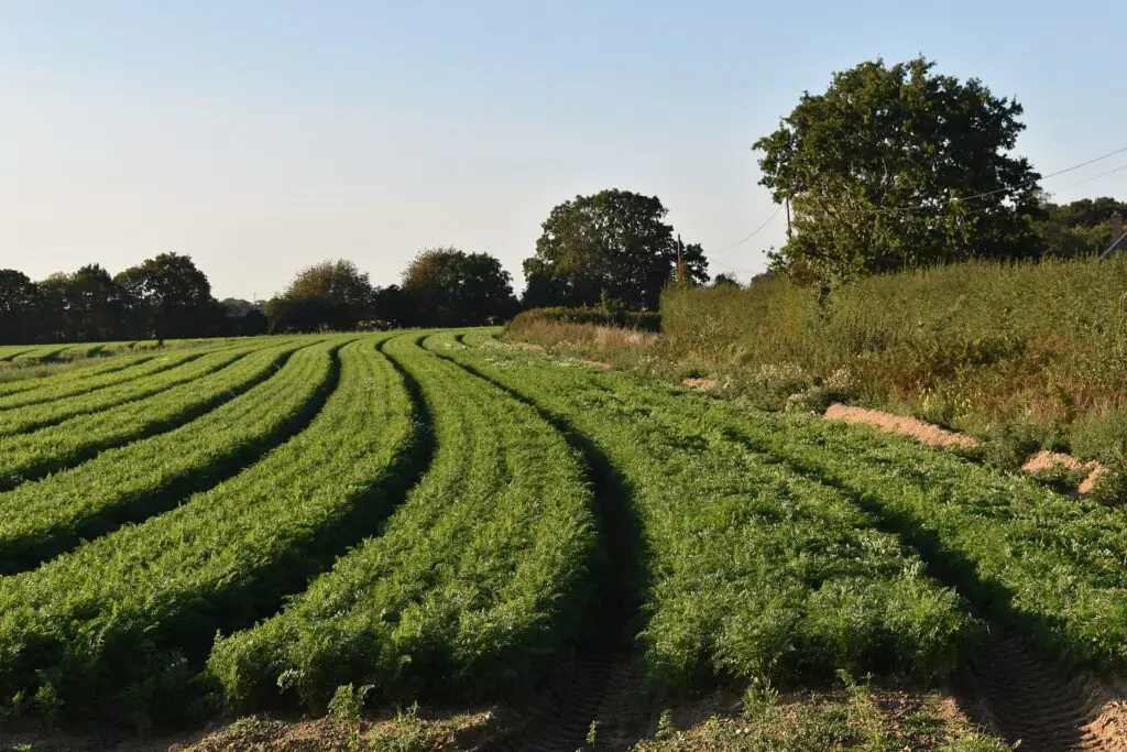 UK carrot farm field showing commercial vegetable production and intensive agriculture practices.