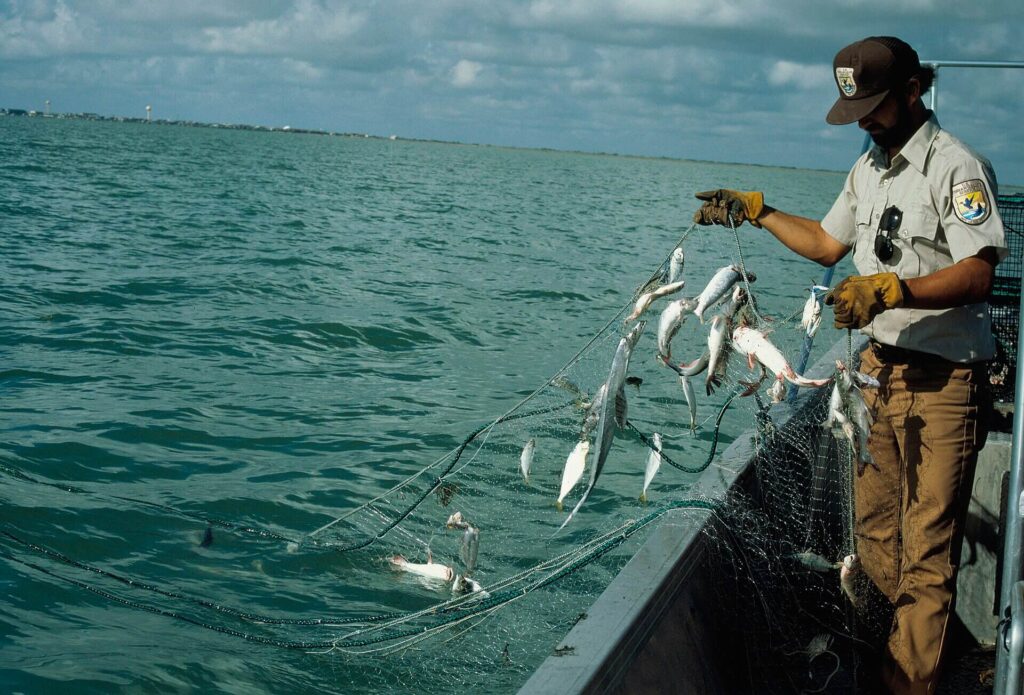 Commercial gillnet with fish illustrating fishing practices and marine bycatch risks