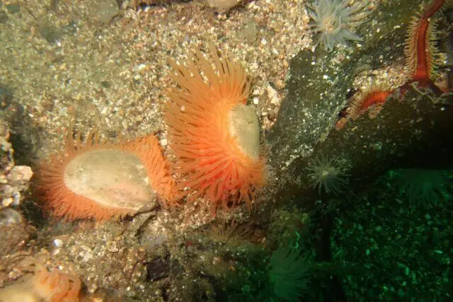 Flame shells in their natural marine environment in Scottish waters of the Wester Ross Marine Protected Area