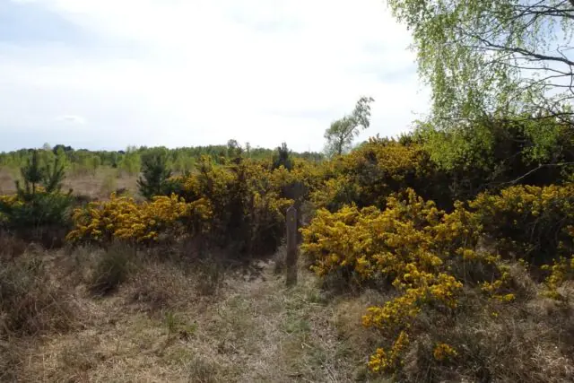 Dense gorse-covered heathland at Arne Reserve in Dorset, providing essential nesting and feeding habitat for Dartford warblers and other wildlife.