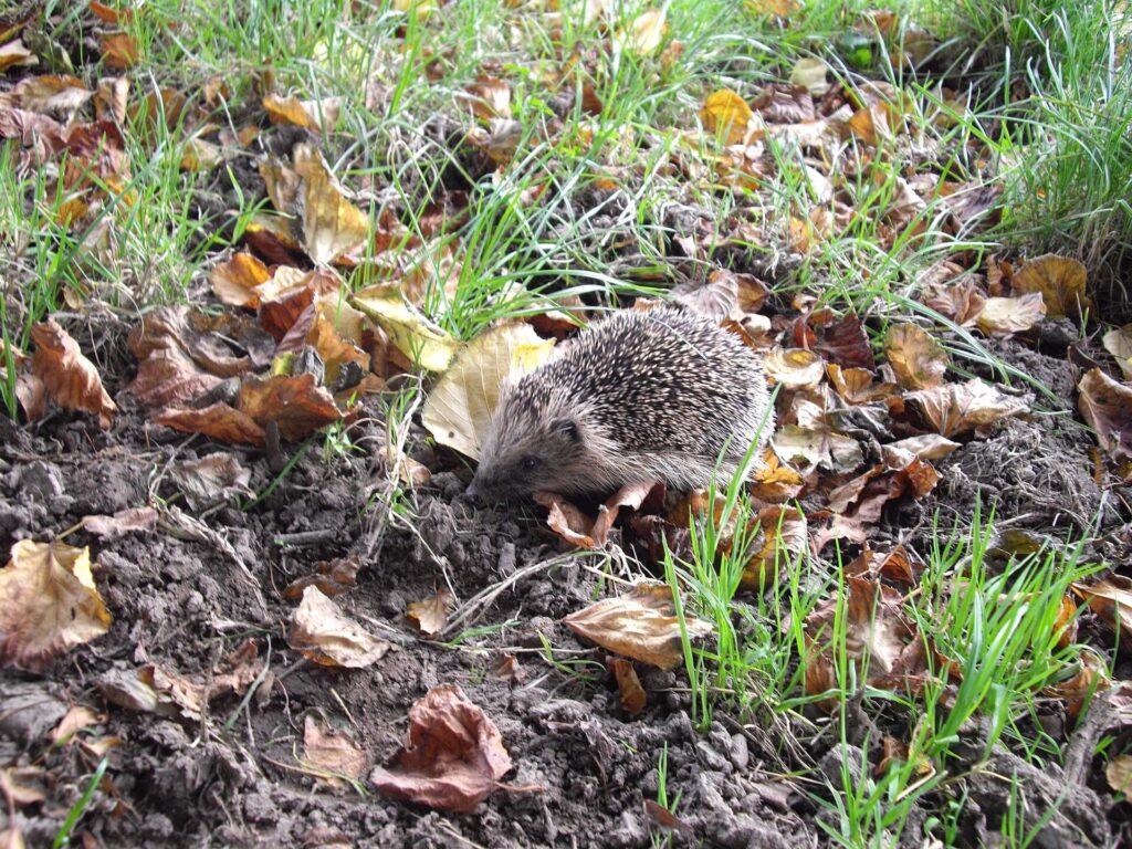 Healthy hedgehog in natural habitat supporting UK wildlife conservation