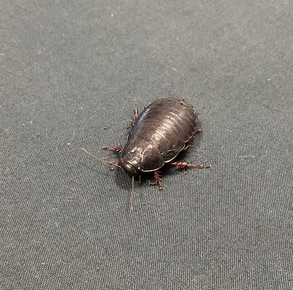 Lord Howe Island cockroach (Panesthia lata) resting, a native decomposer species benefiting from ecosystem recovery following invasive rodent eradication.