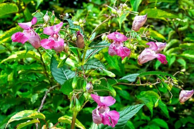 Himalayan balsam growing along a UK riverbank, invasive plant threatening native wildlife and biodiversity.