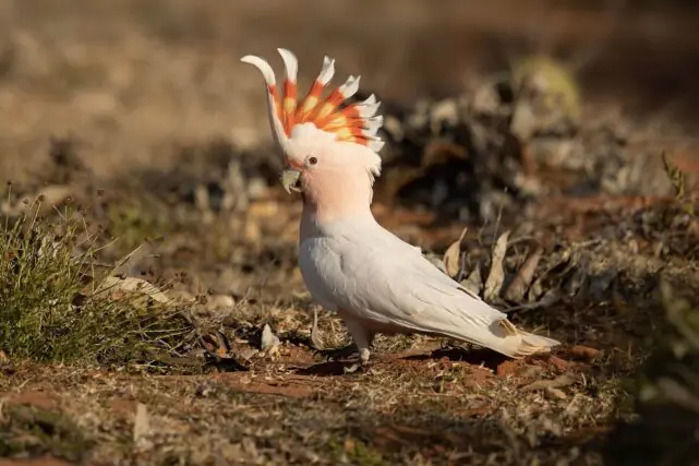 Endangered pink cockatoo foraging on the ground in Australian bushland.