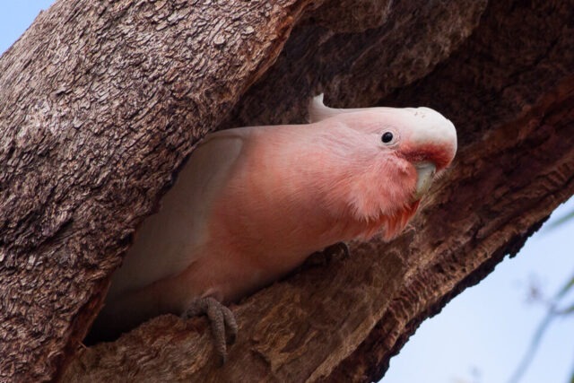 Pink cockatoo resting on a tree branch in Wyperfeld National Park.