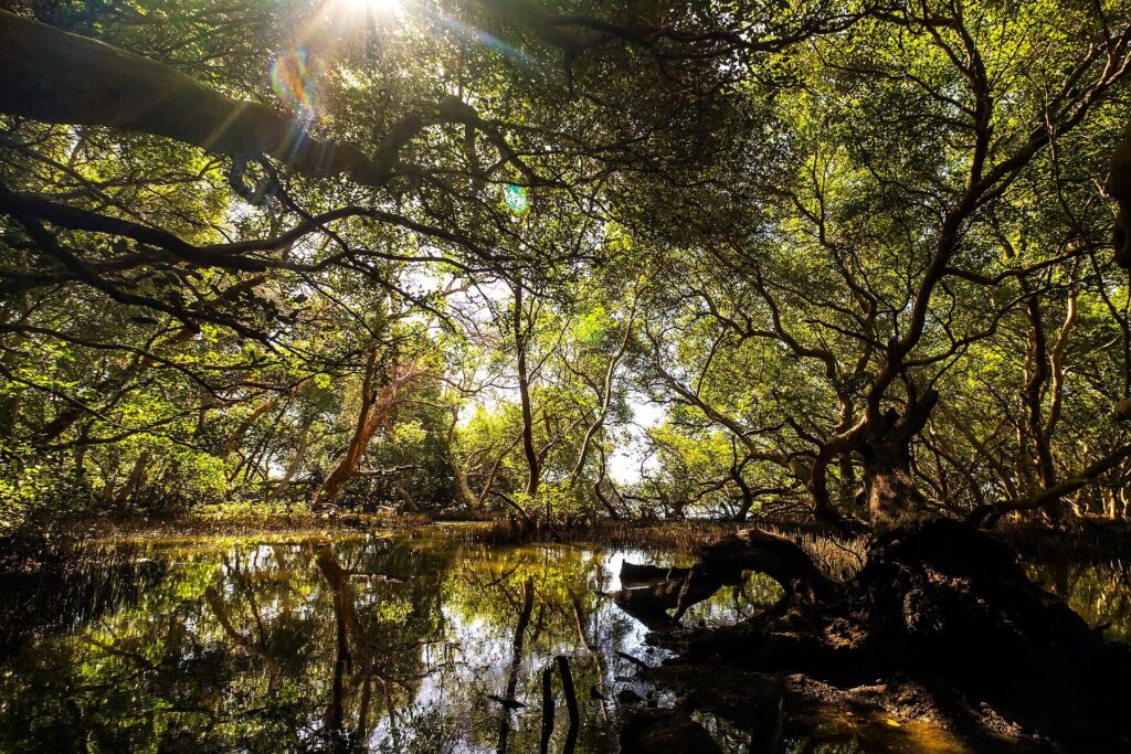 View inside a thriving coastal mangrove forest with dense green canopy and winding tidal channels.