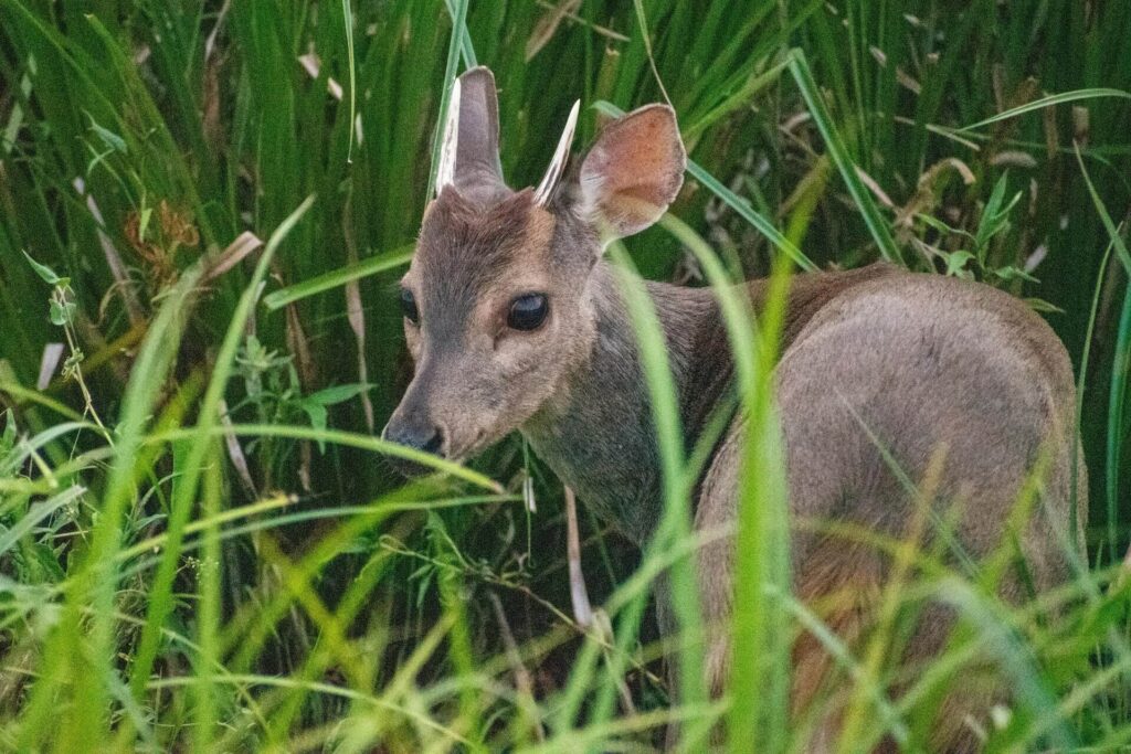 Brown brocket deer (Mazama gouazoubira) standing in natural habitat in Argentina, a native South American species found in forests, grasslands and scrubland areas.