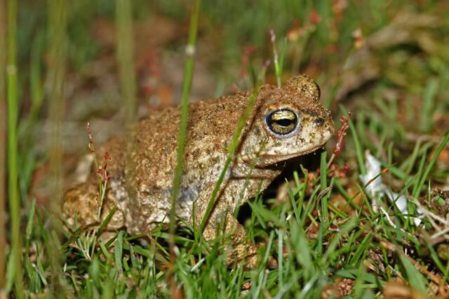 Endangered natterjack toad near a freshwater breeding pool in Scotland
