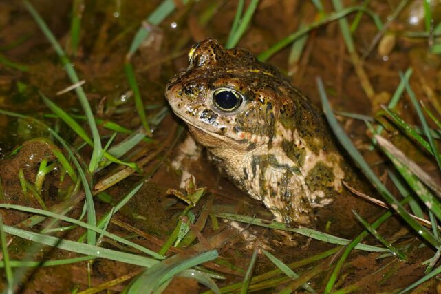 Rare natterjack toad in coastal habitat on Scotland's Solway Coast