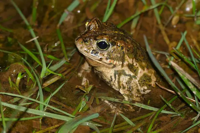 Rare natterjack toad in coastal habitat on Scotland's Solway Coast