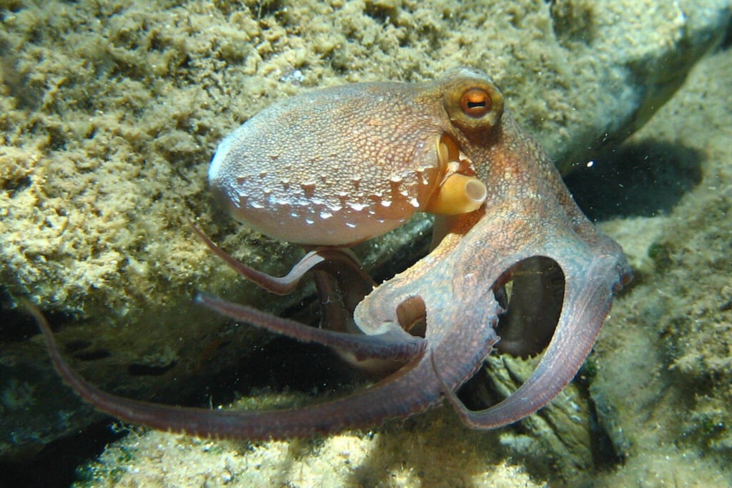 Octopus exploring underwater habitat during the record UK population boom.
