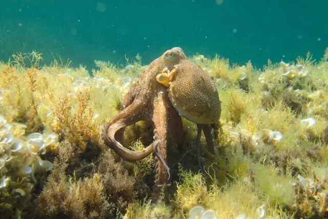 Common octopus swimming over a rocky seabed off the UK coast.